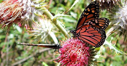 Central america monarch butterflies