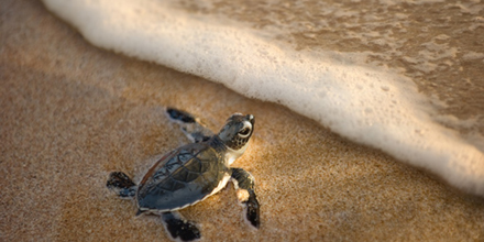 natural-jewels-costa-rica-sea-turtle