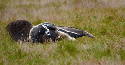 brazil anteater