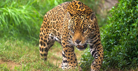 brazil jaguar