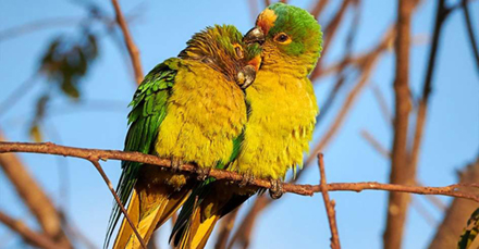 Brazil parakeet