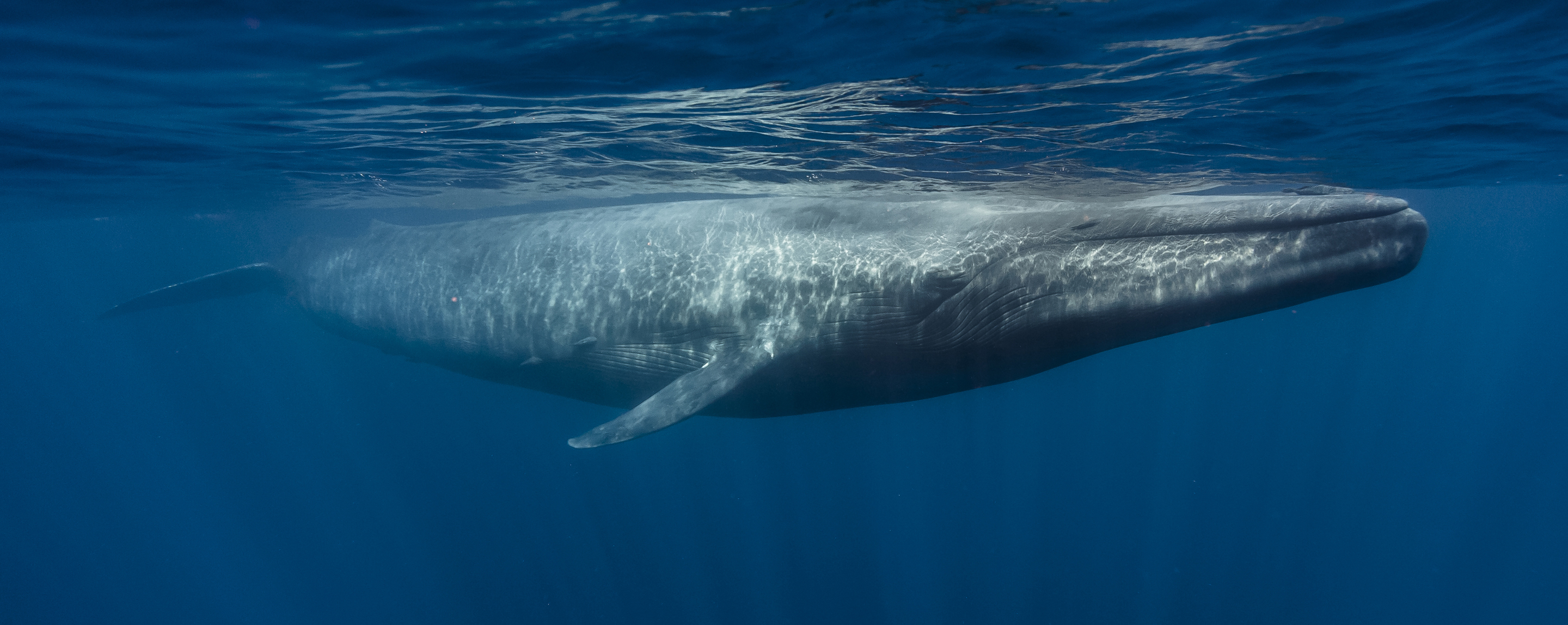 whale just beneath ocean surface