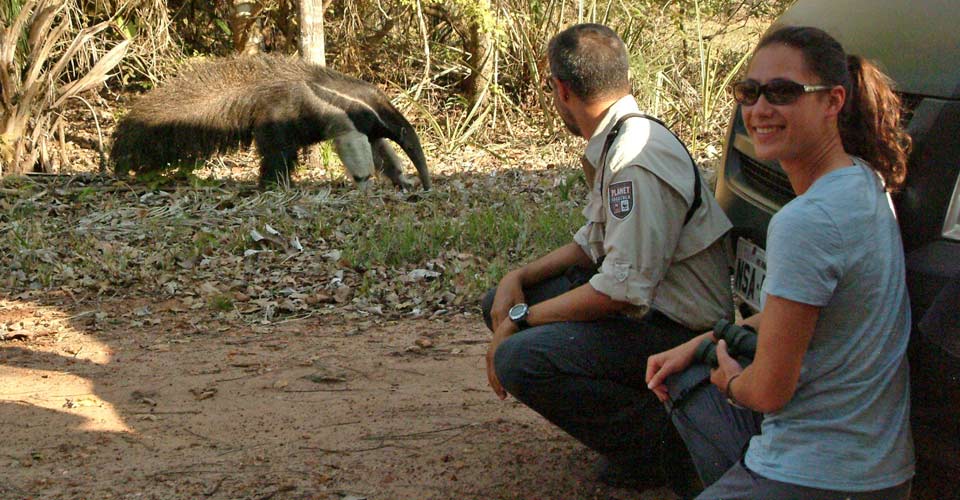 anteater