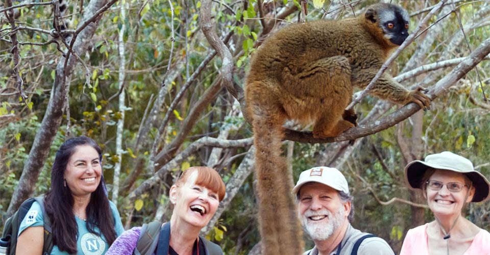 tourists looking at lemur