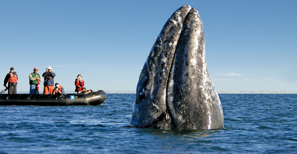 whale peeking head out ocean surface