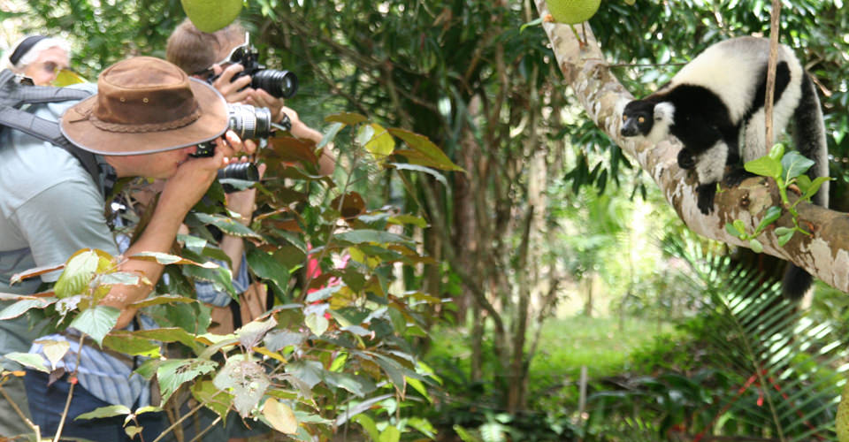 taking pictures of lemur