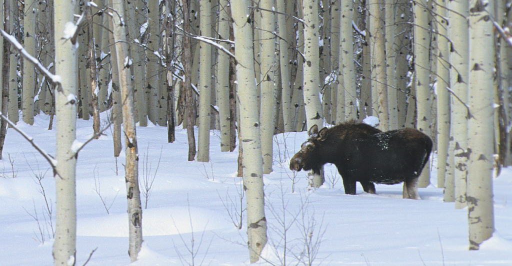 moose in snowy woods