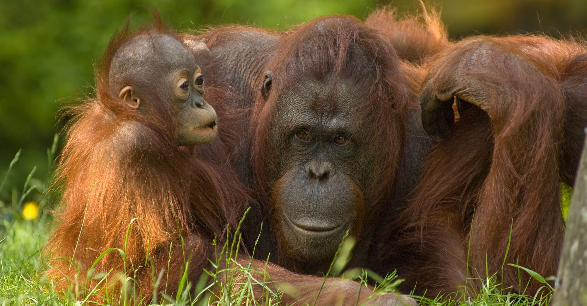 The Wilds of Borneo: Orangutans & Beyond 2024 | San Diego Zoo Wildlife  Alliance Adventures