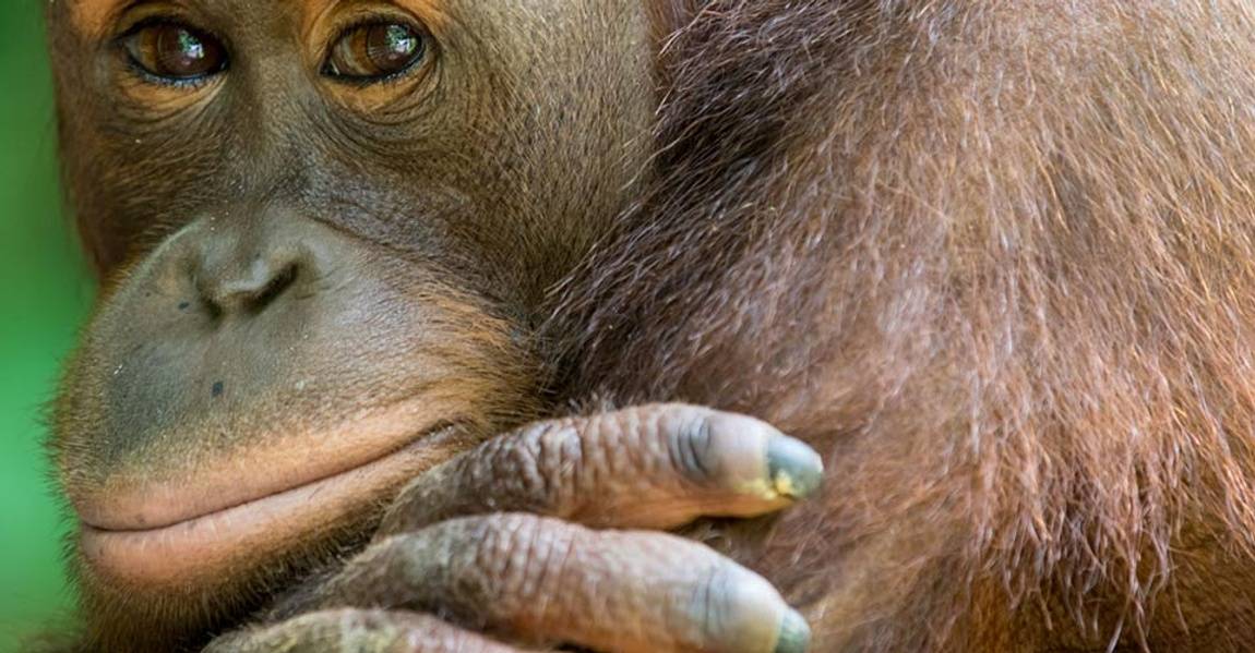 Orang close up