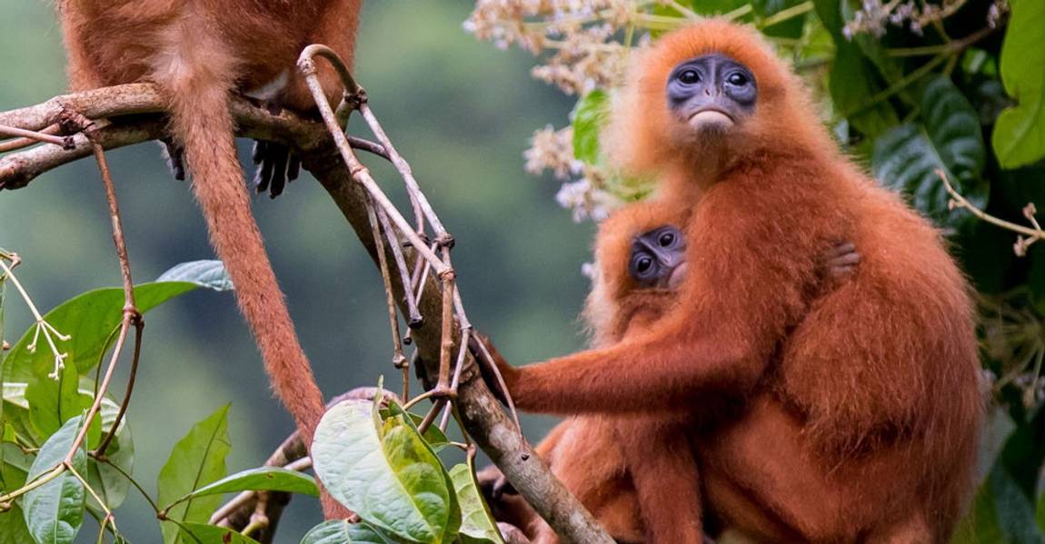 Borneo monkey baby