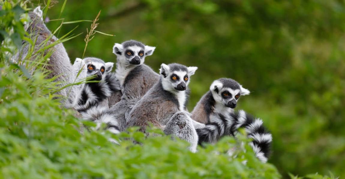 Mad lemurs group