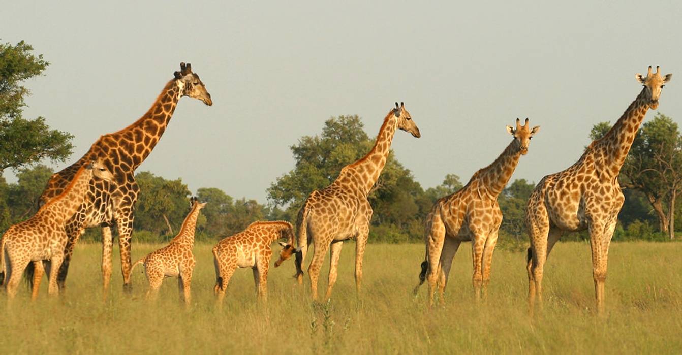 Botswana Giraffes