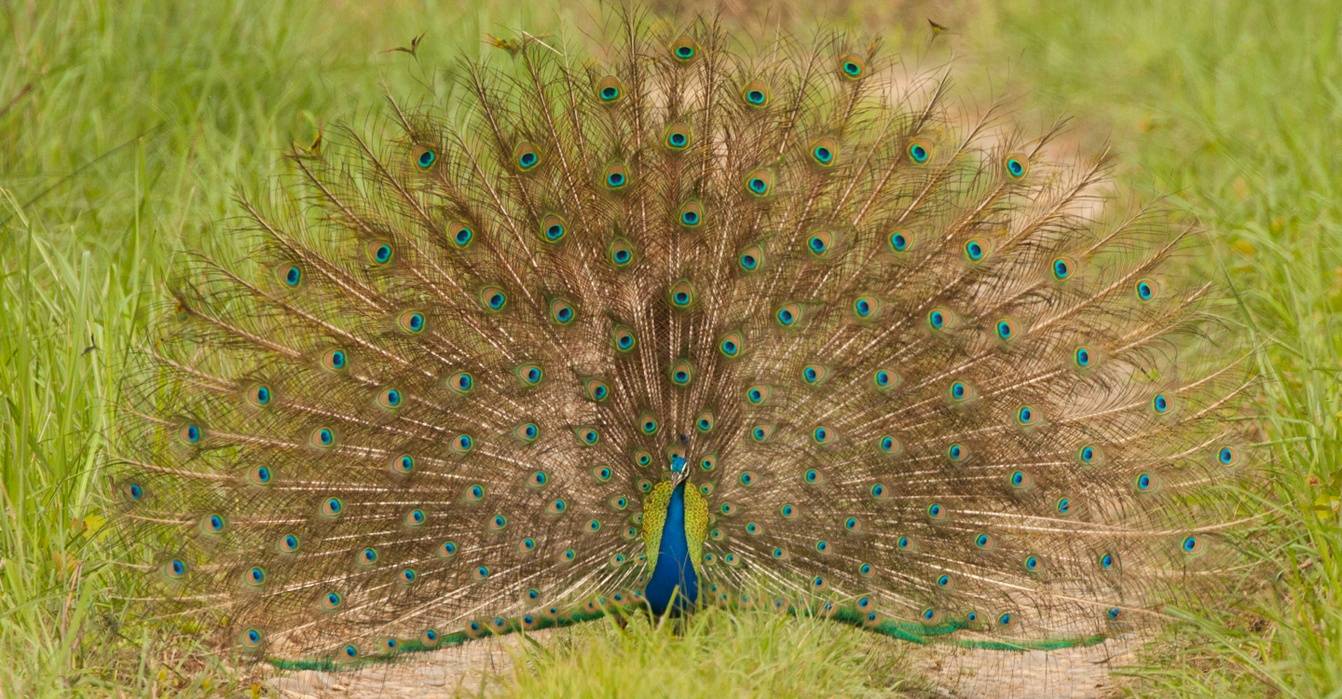 India peacock