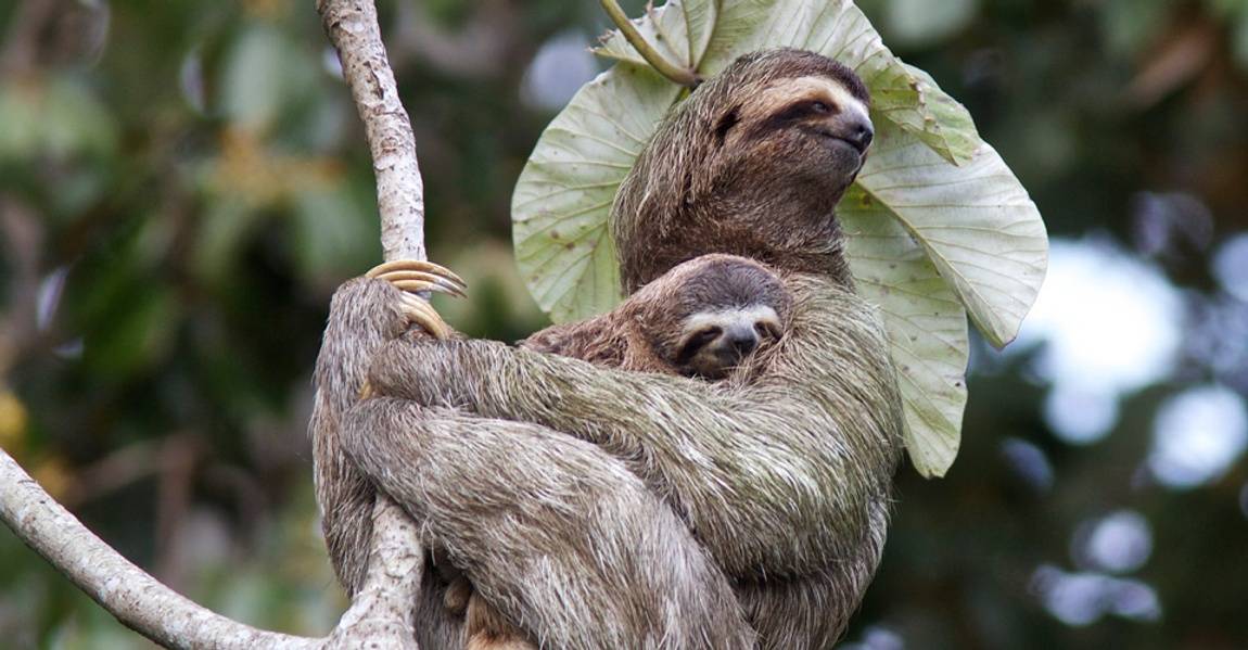 Costa Rica sloth