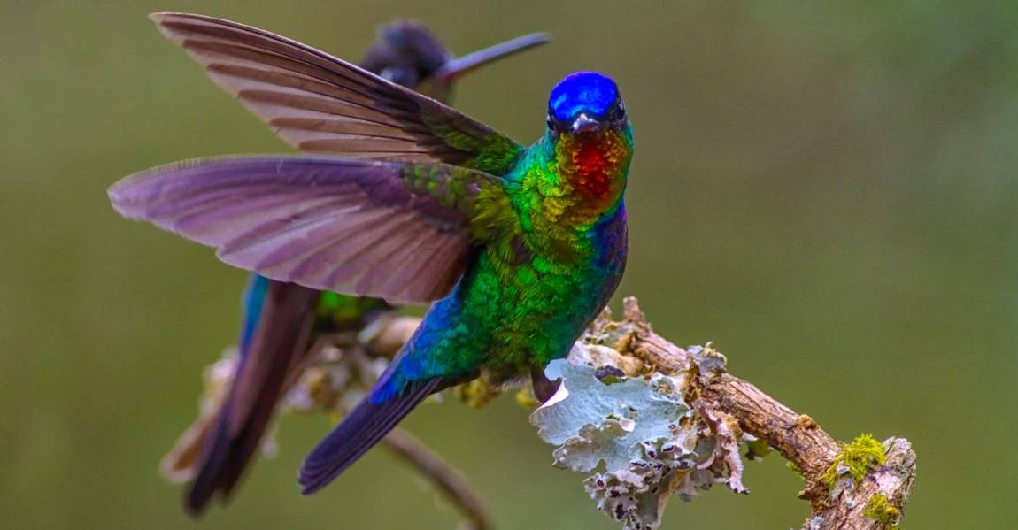 Costa Rica humming bird