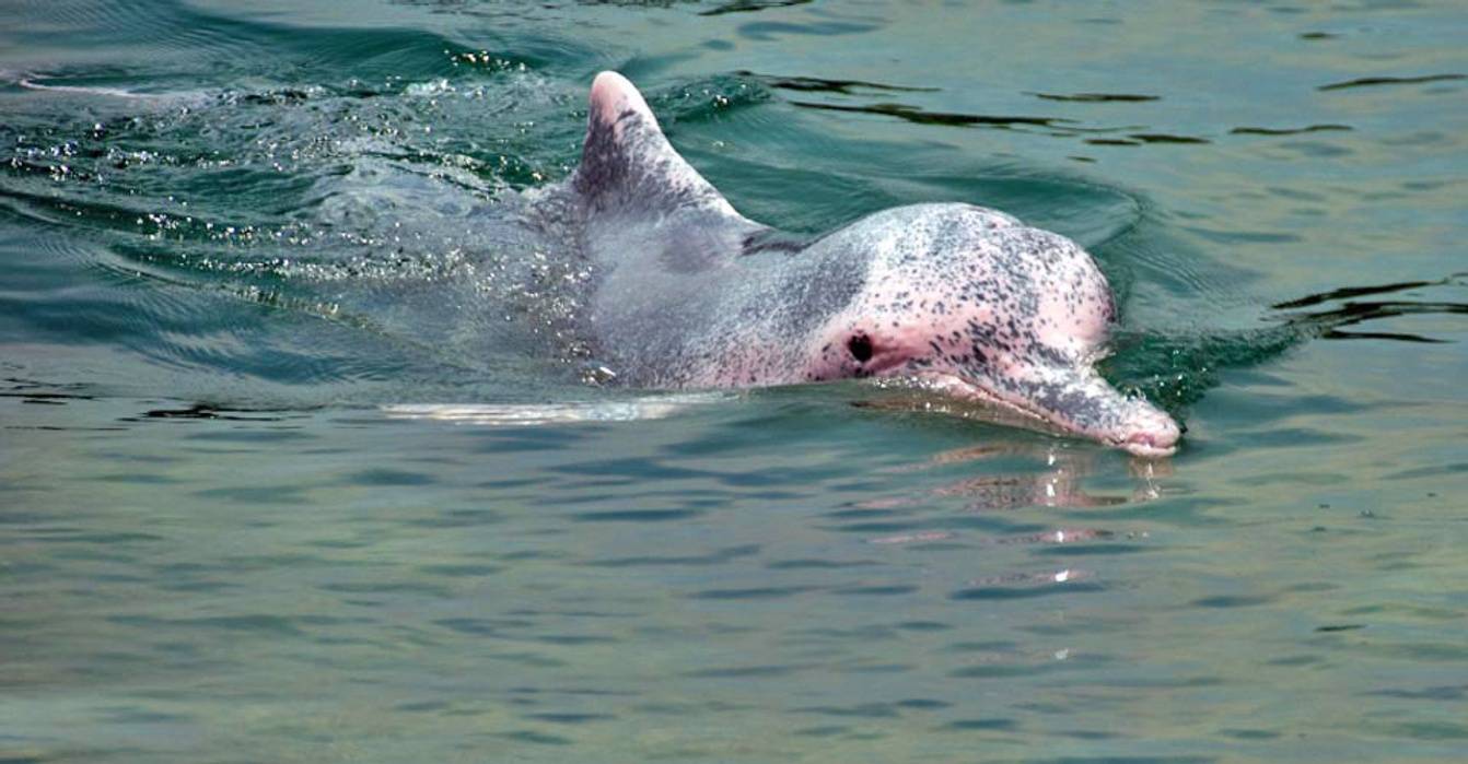 Amazon Pink Dolphin