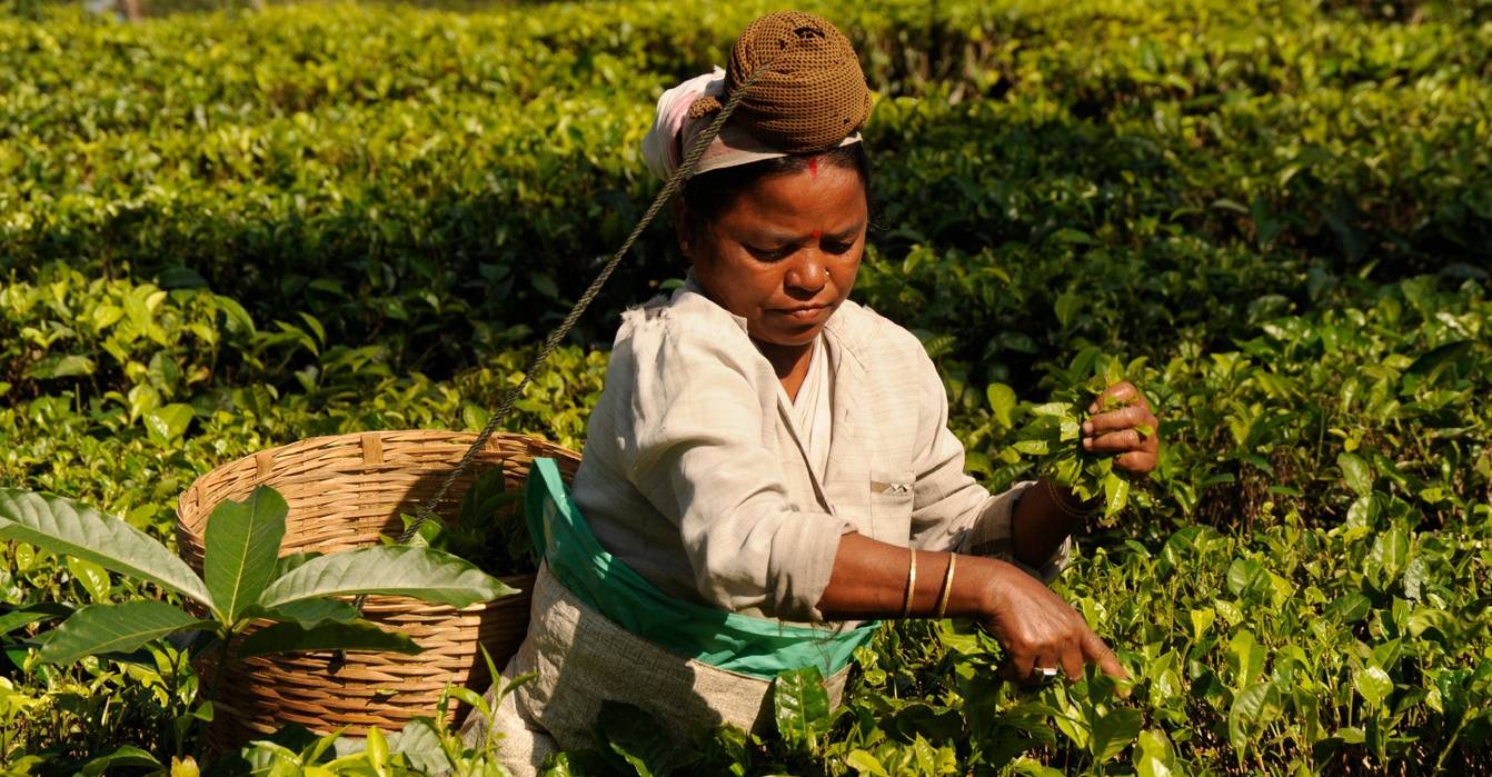 India farmer