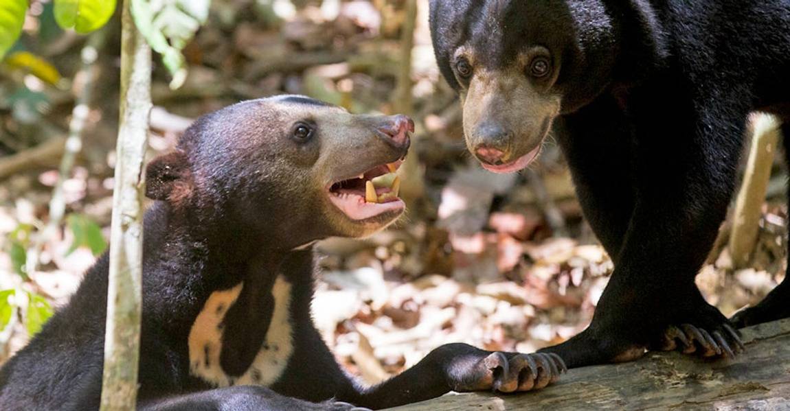 Sun bear  San Diego Zoo Wildlife Explorers