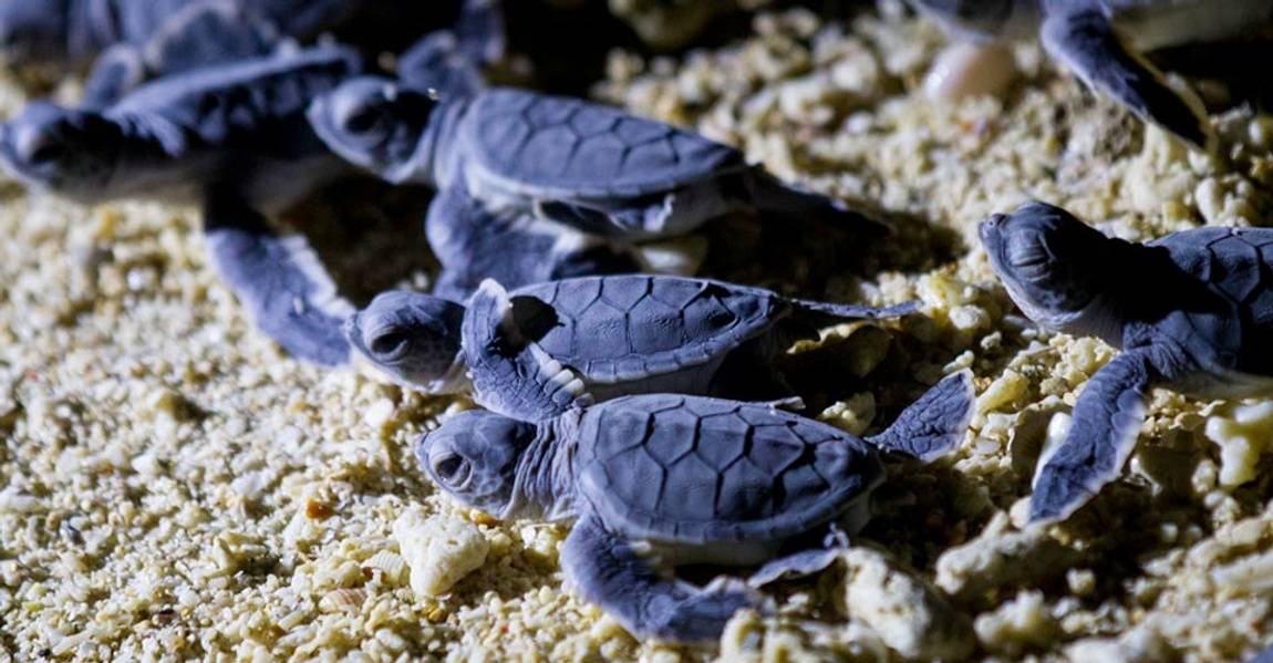 Borneo turtles