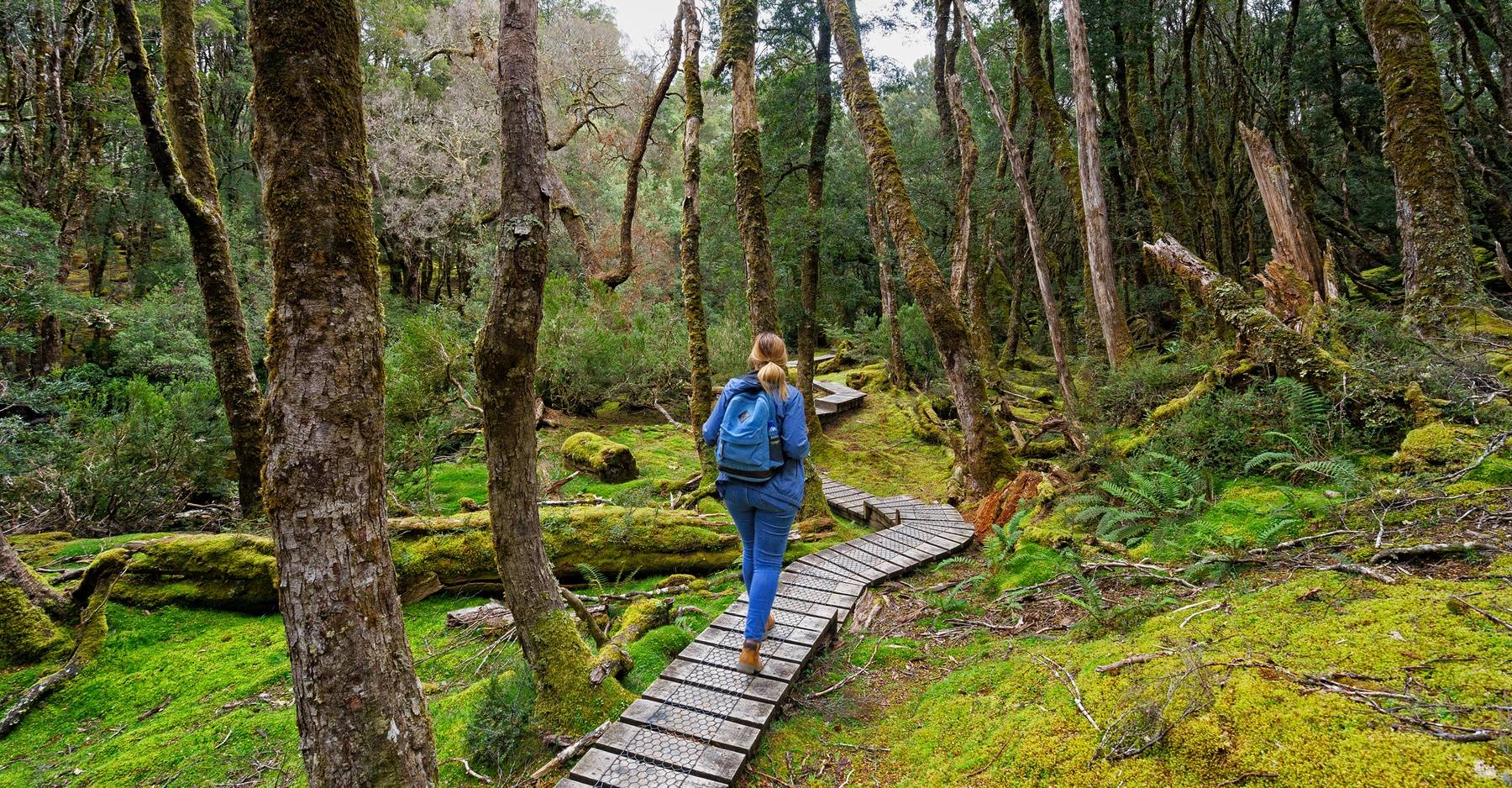 Australian forest walk