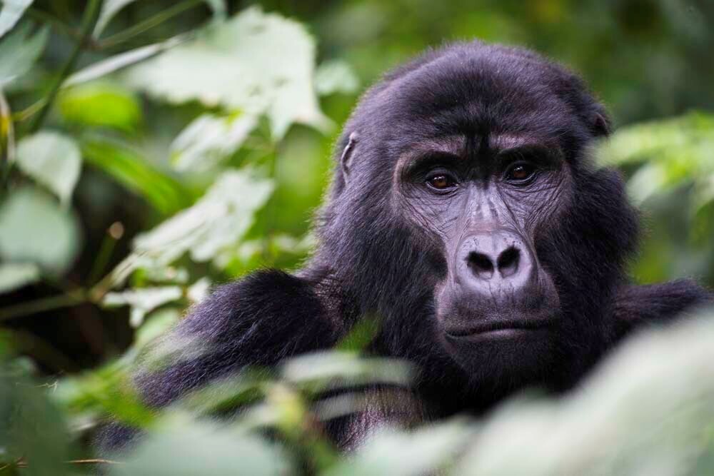 Uganda Gorilla Safari