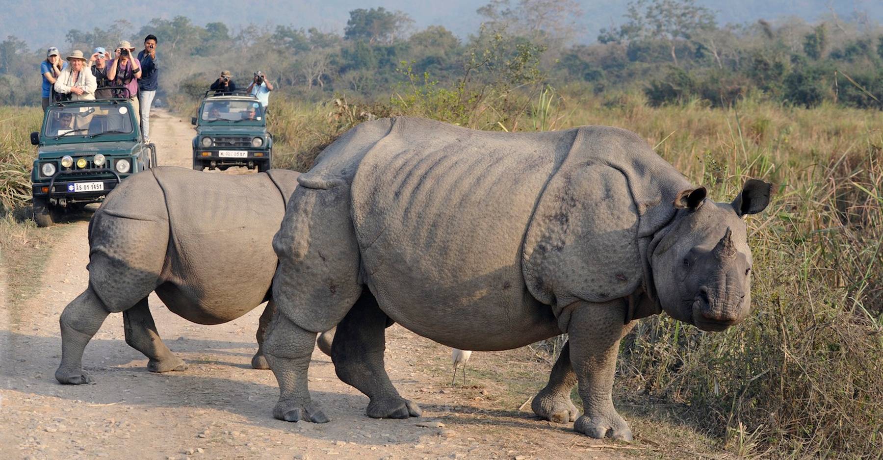 India rhino