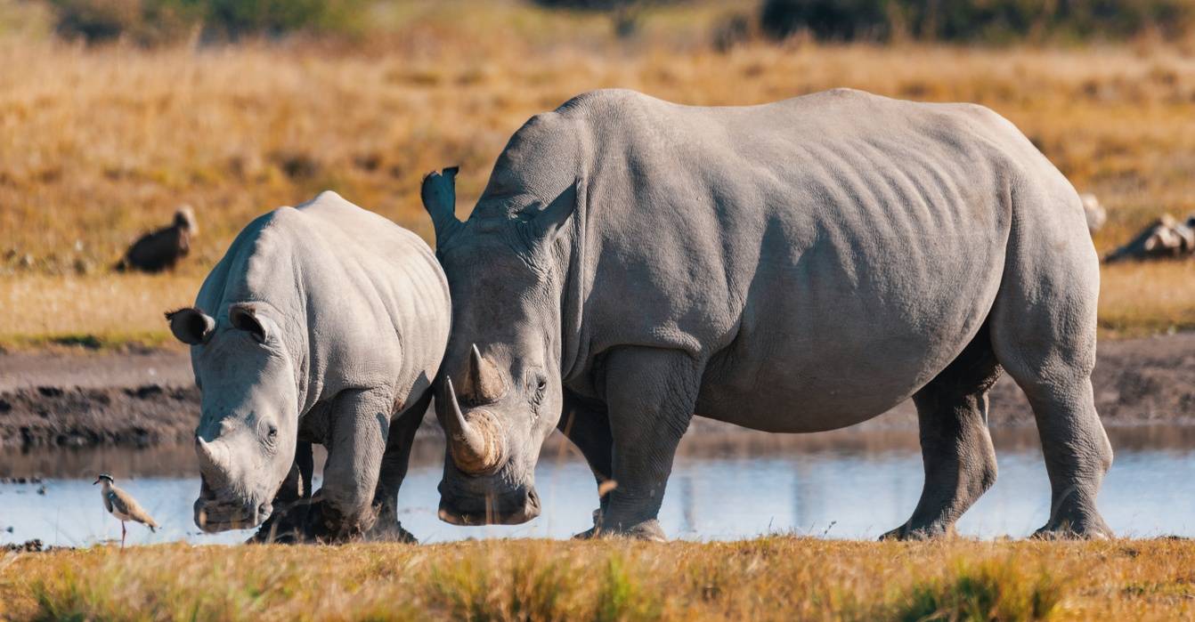 Botswana rhino