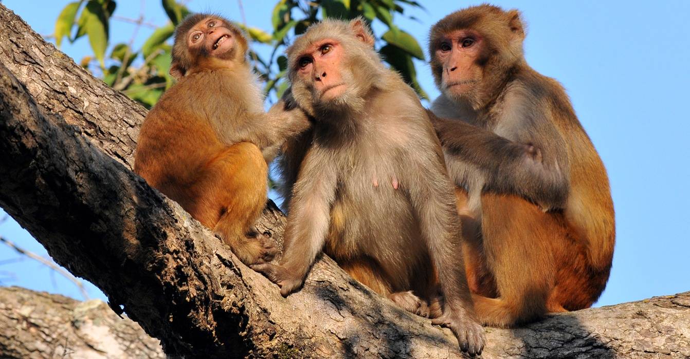 India primates