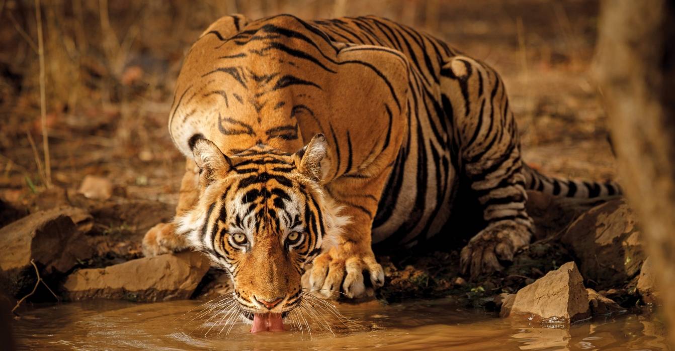 India tiger drinking