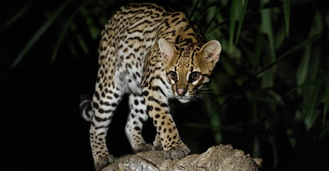 Pantanal night cat