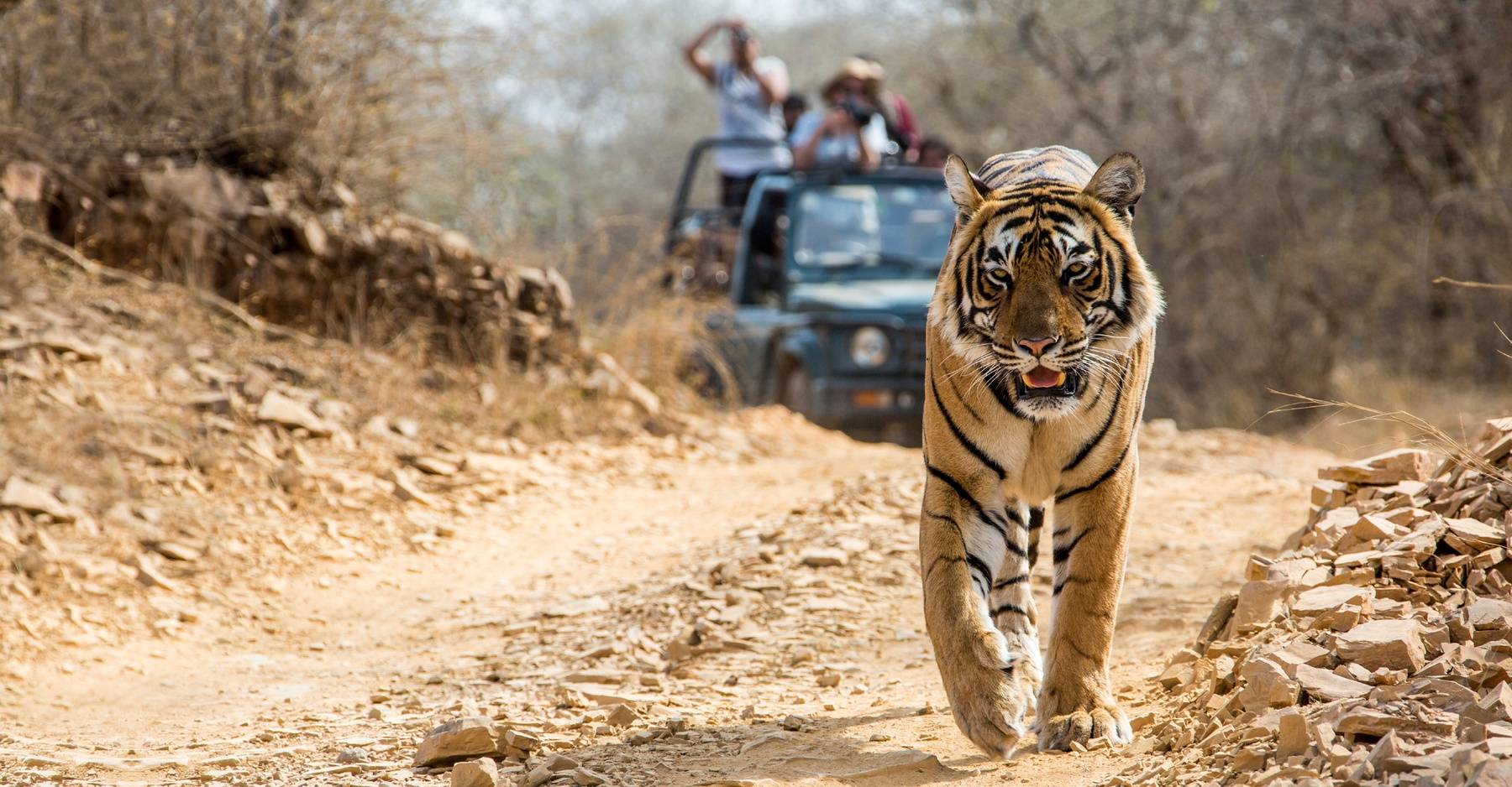 India tiger on road
