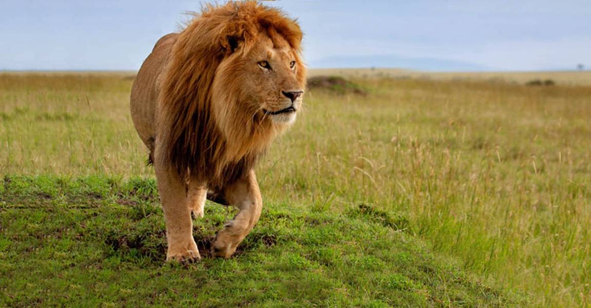 Male Lion