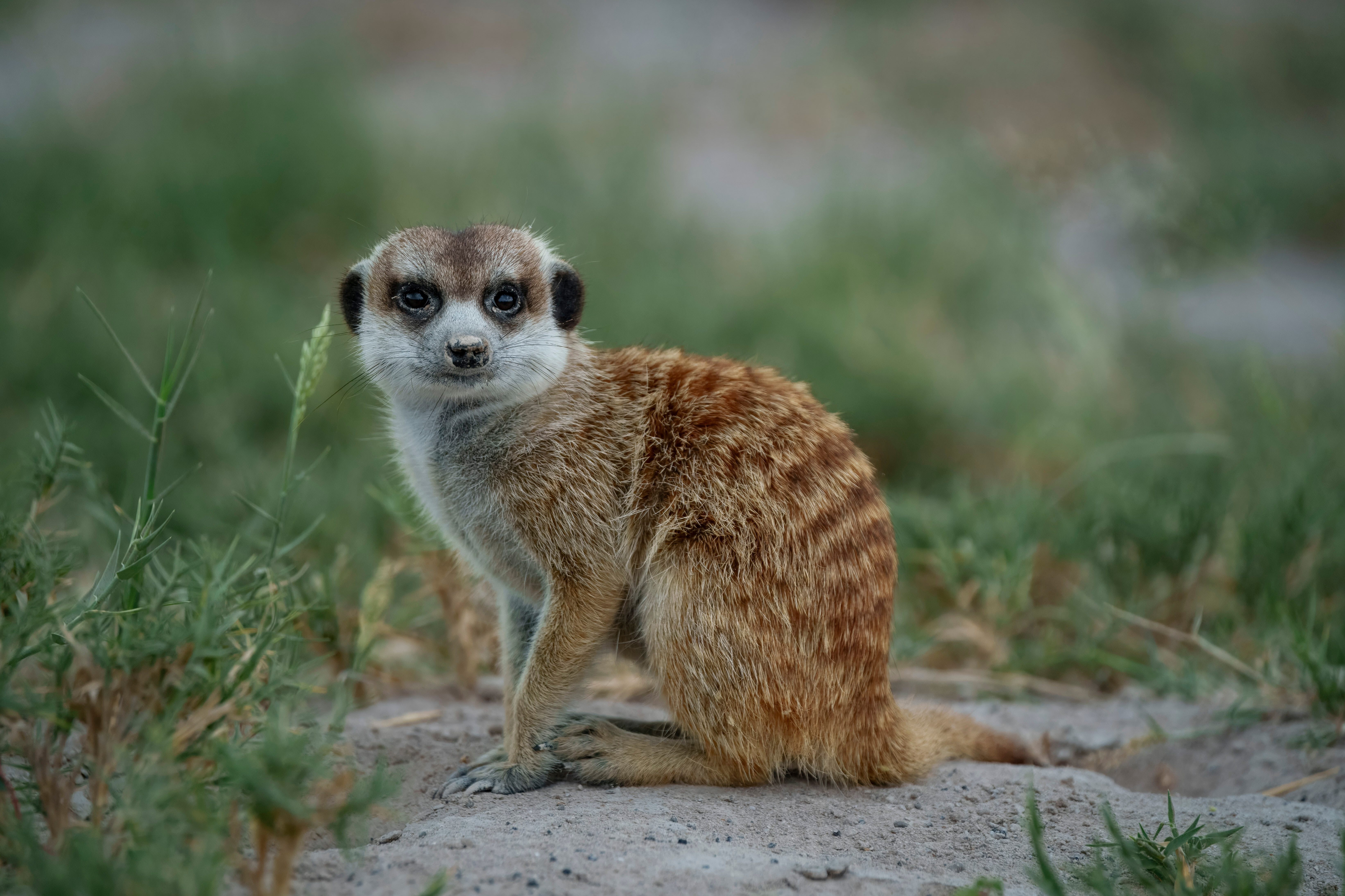meerkat