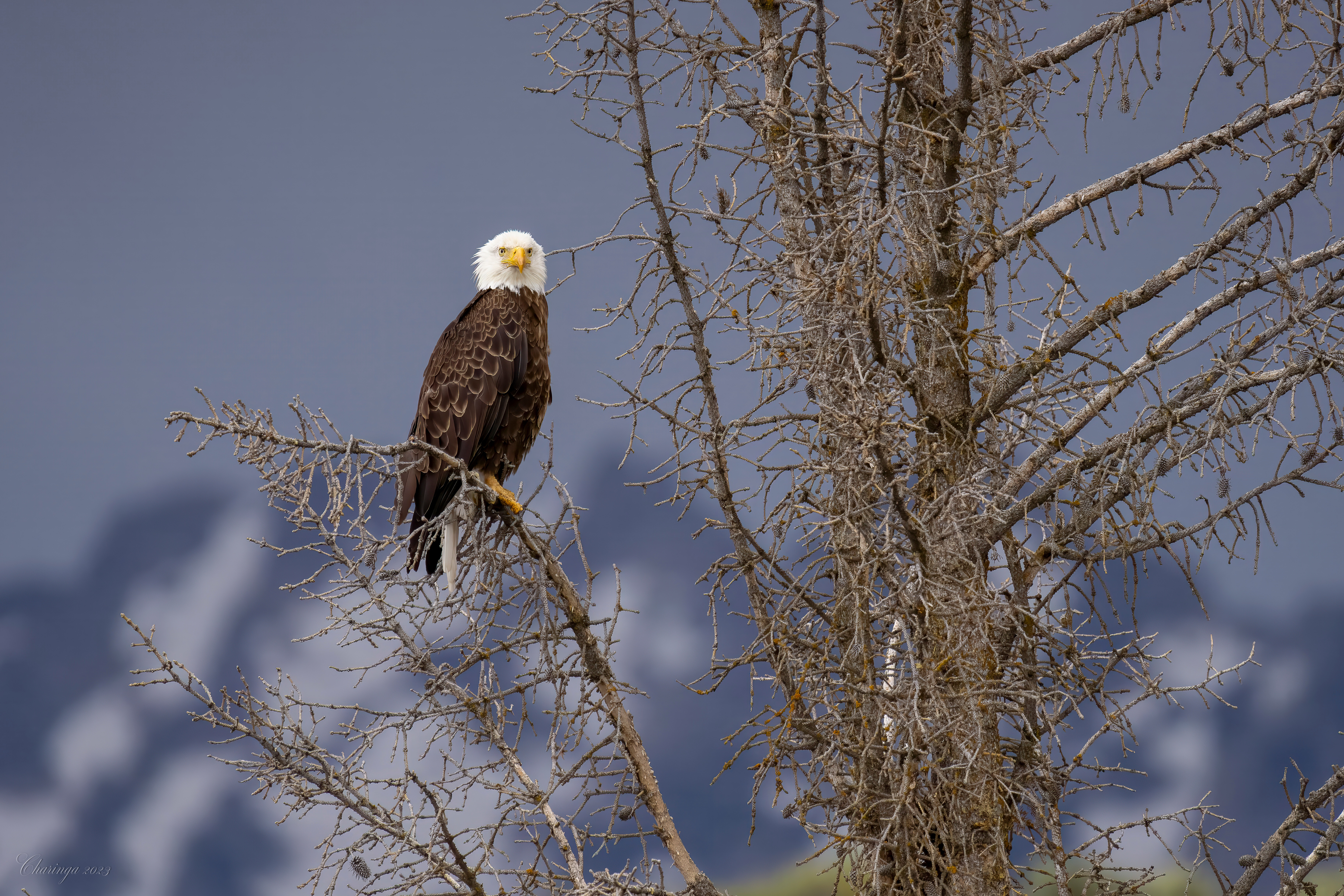 Bald Eagle