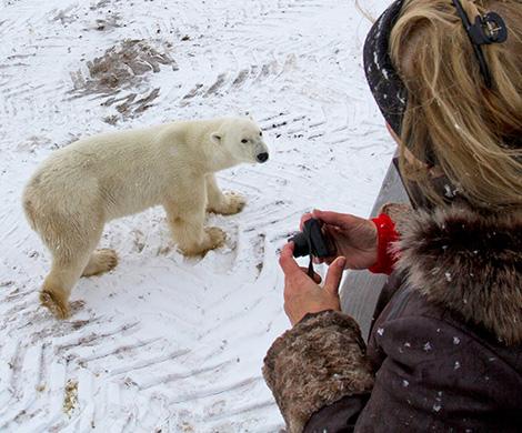 polar-bear-adventure