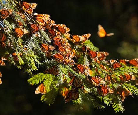 monarch-butterfly-adventure