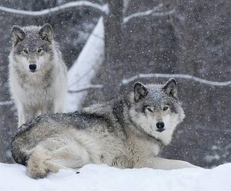 Yellowstone 2 wolves