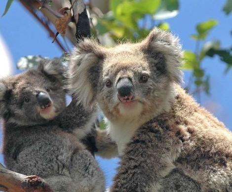 Aus Koalas Low Res