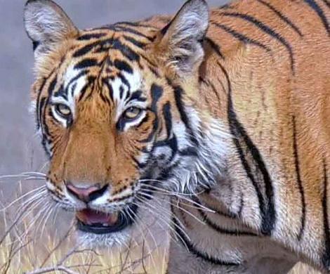 Tiger, Tiger  San Diego Zoo Wildlife Explorers