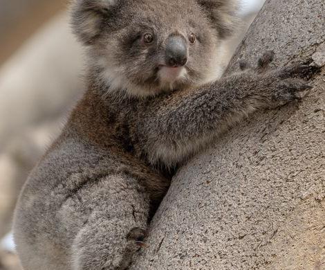 Koala