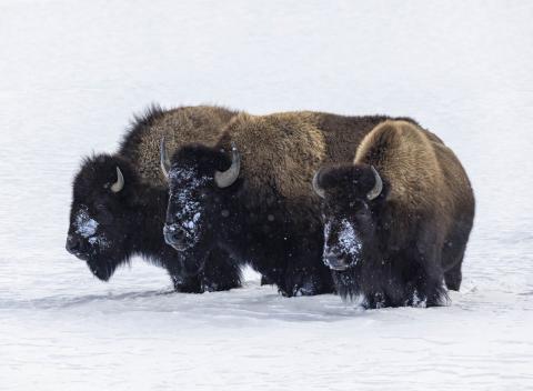 Yellowstone Bison KB