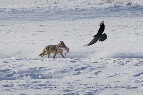 Yellowstone Coyote bird