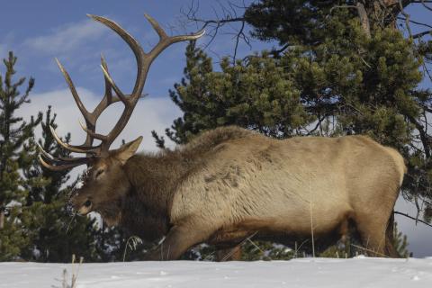 Yellowstone Elk