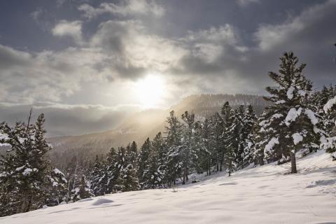 Yellowstone Landscape