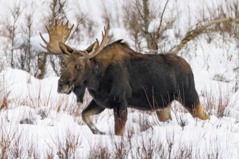 Yellowstone Moose