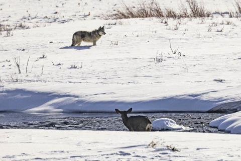 Yellowstone Wolf