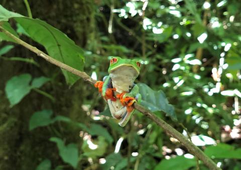 Costa Rica Frog