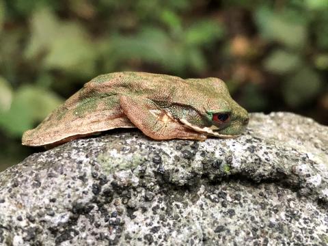 Costa Rica frog