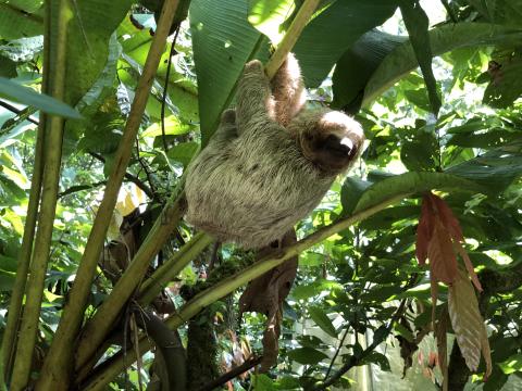 Costa Rica Sloth