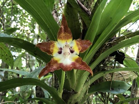Costa Rica flower